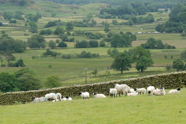 An image of green fields with sheep grazing in them.