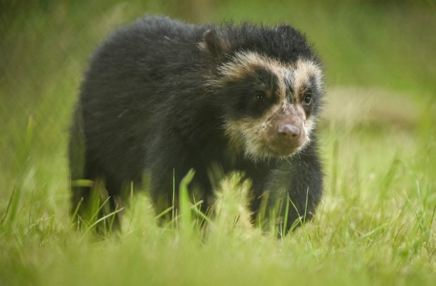 An image of a small baby bear walking in a green field