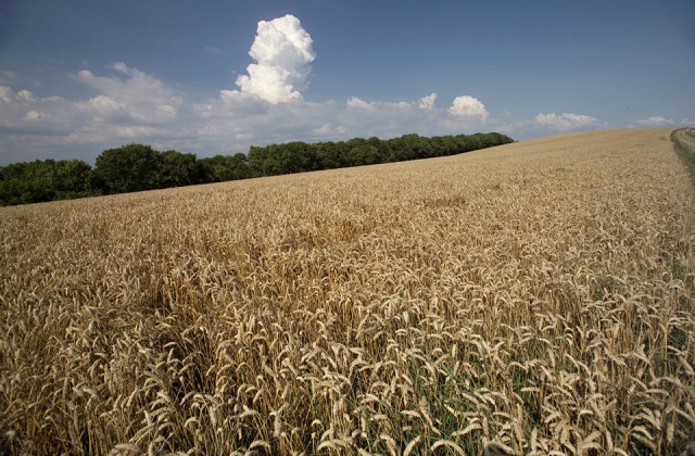 An image of wheat crop in the foreground, woodland on the horizon and a blue sky