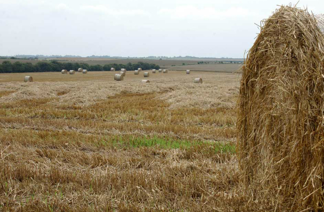 Crops in a field.
