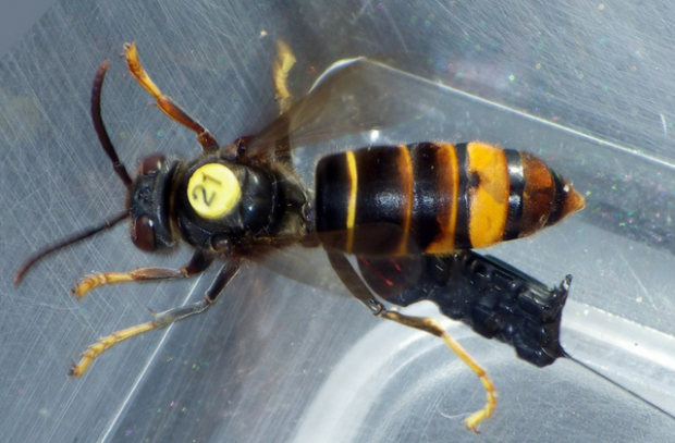 Fisheries white paper published, Asian Hornets, Ofwat announces new ...