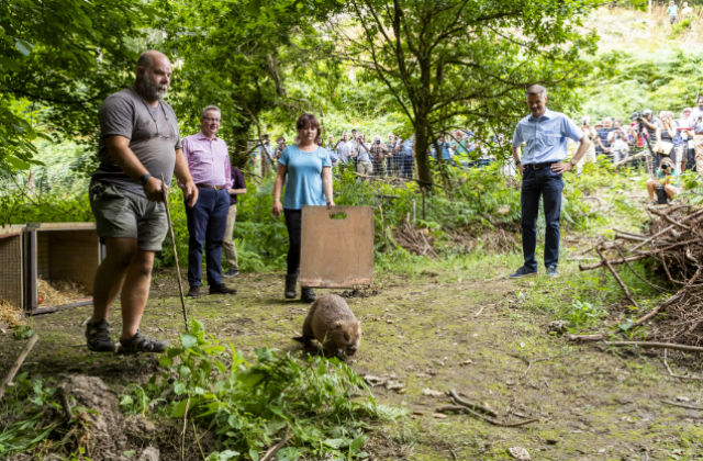 An image of Environment Secretary Michael Gove at the release of the beavers in July atthe Beaver release in Forest of Dean.