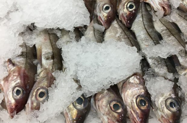 A photo of some fish in ice