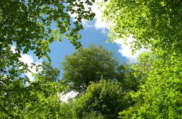 Picture of a blue sky appearing through the tops of leafy trees.