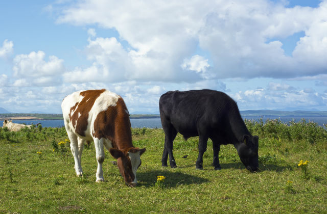 Photograph of two cows grazing in a field.