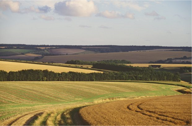 An image of farmland