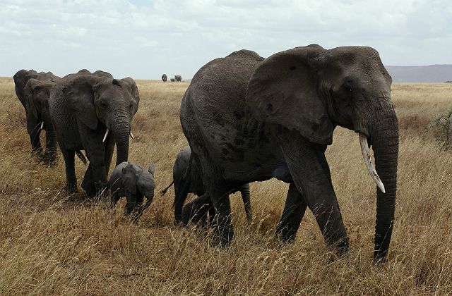 A herd of elephants in the Serengeti National Park