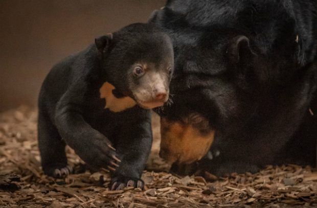 An image of the UK’s first sun bear cub emerges from its den with its mother