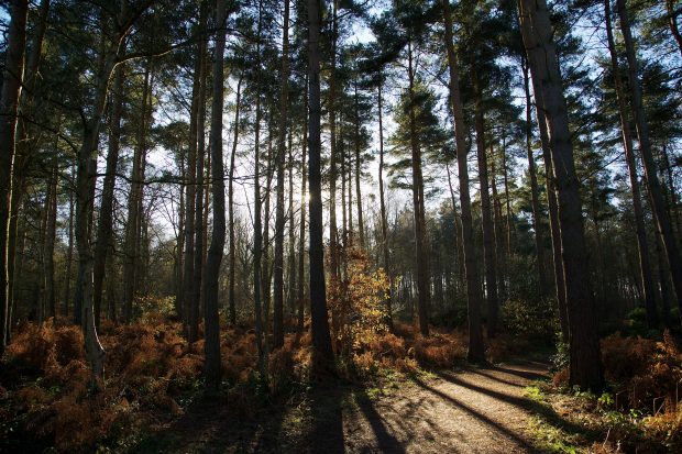 Image of trees in a forest with sun shining through.