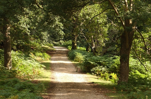 An image of a path through a wooded area.