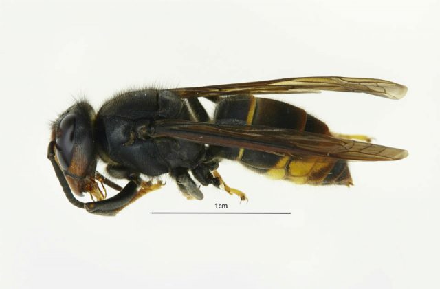 A close up image of an Asian Hornet. There is a ruler measuring the middle part of the Hornet's body as 1cm. 