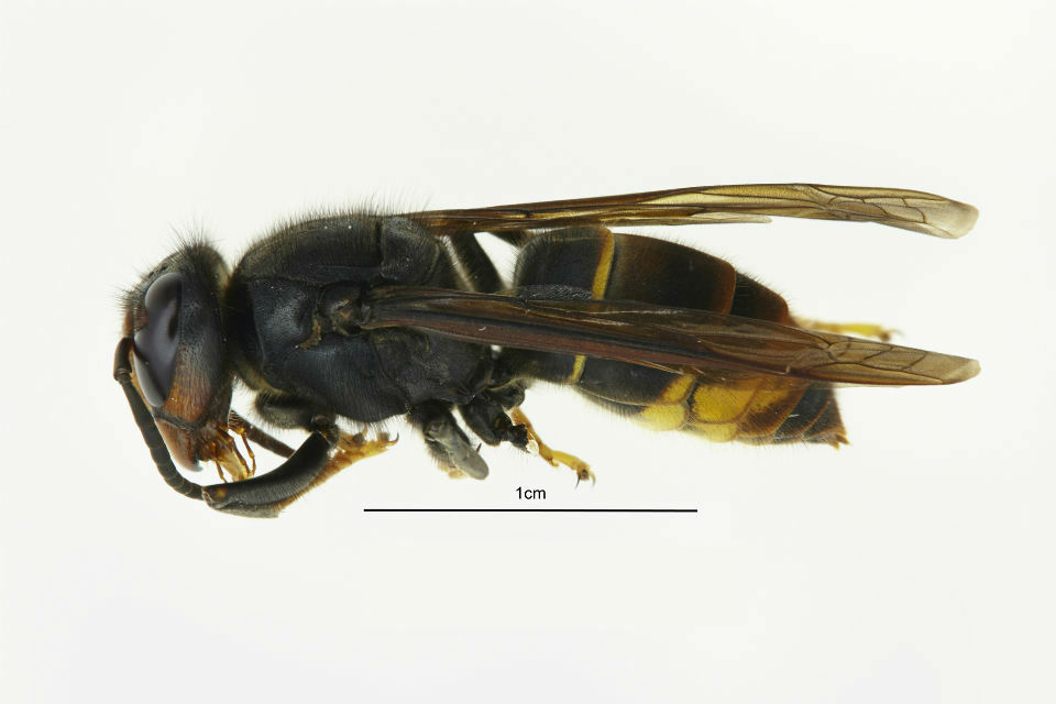 An image of an Asian Hornet. The middle section of the Hornet measures 1cm.