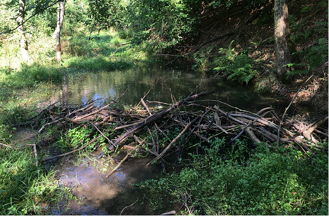 An image of one of the dams created by the Forest of Dean beavers 