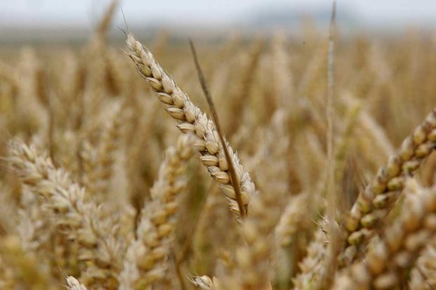 An close up image of a wheat field. 