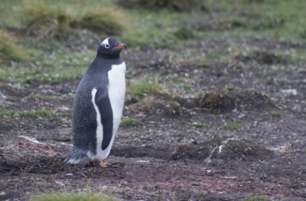 An image of a Gentoo penguin on the Falkland Islands.