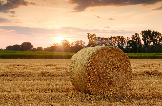 Image of a brown bale of straw in a field against a backdrop of a sunset.