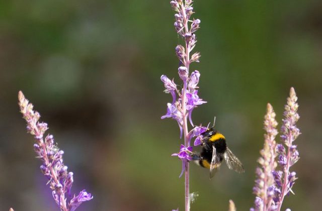 An image of a bee standing on a purple flower.