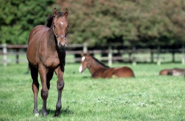 An image of horse walking in a green field, with two horses lying behind it in the grass.