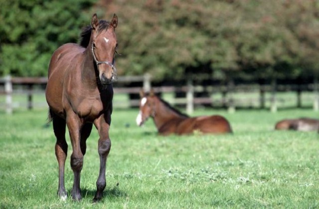 An image of a horse walking in a green field, with two horses lying behind it in the grass.