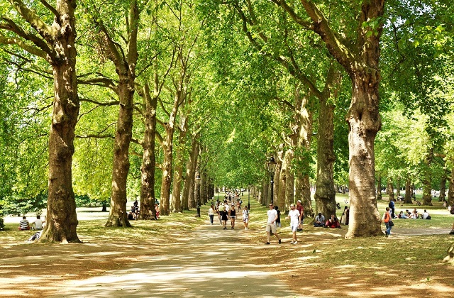 An image of an avenue in a park surrounded by trees.