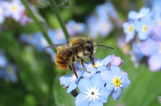 An image of a bee taking nectar from a blue flower.