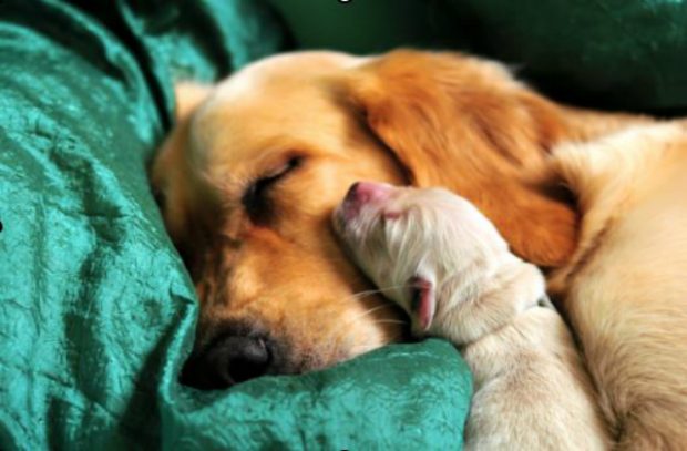 An image of a dog with a newborn puppy leaning against its cheek.