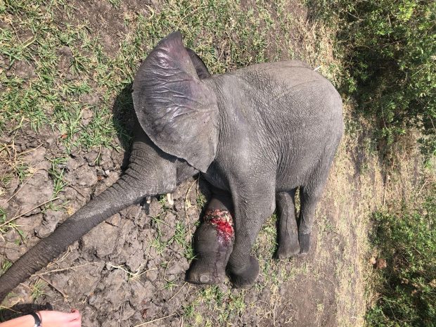 Image of an injured baby elephant.