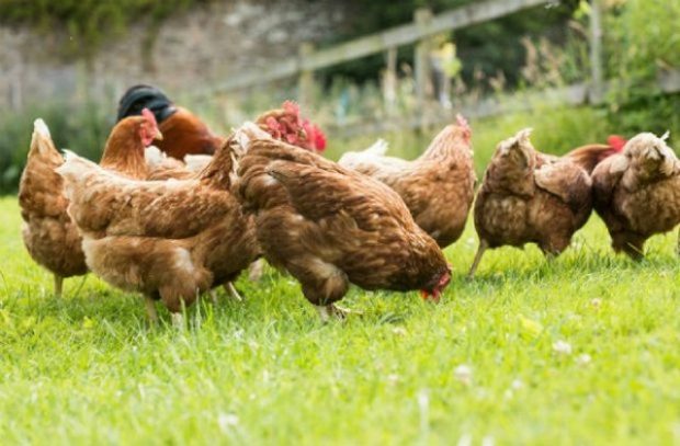 Several brown chickens in a field.