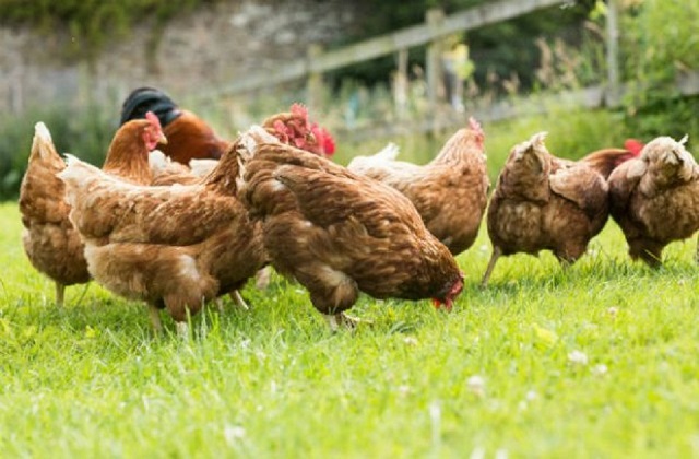 An image of several brown hens pecking on the green grass in a field.