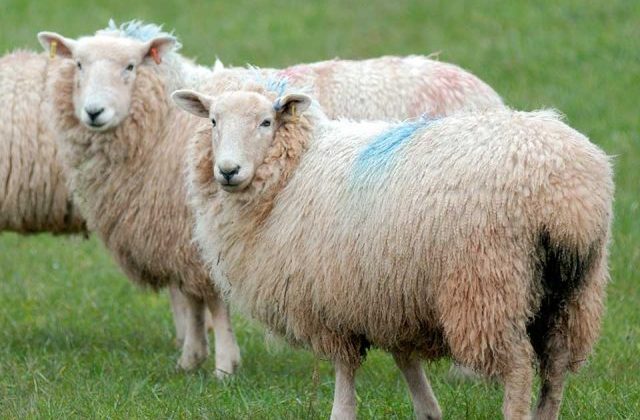 An image of two sheep standing in a green field with blue marks on their wool.