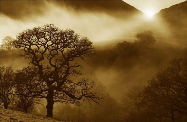 An image of an oak with the sun streaming through from above.
