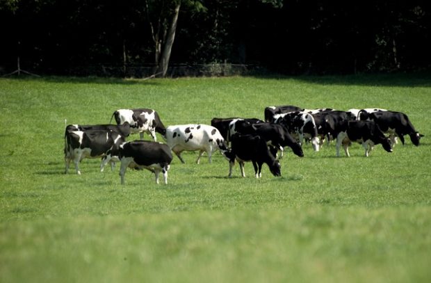 An image of several black and white cows standing in a green field, grazing.