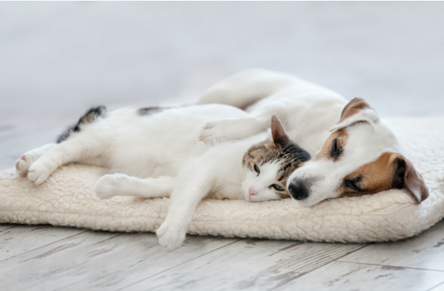 An image of a Jack Russell dog lying on a pet bed with a cat leaning down against it.