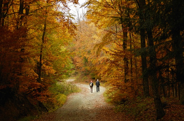 An image of two people walking down a path in the middle of a forest in autumn.