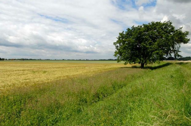 A green field with a tree in the background.