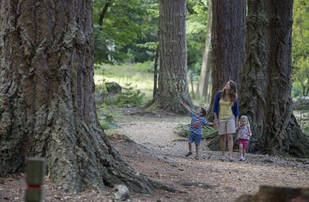 A photo of a family of three walking through a National Park looking up at the trees.