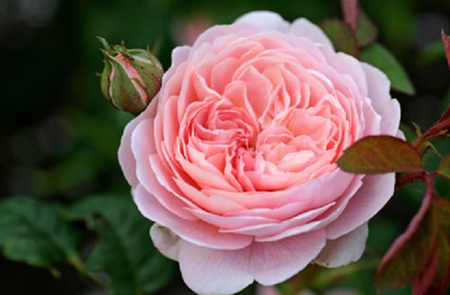 An image of a pink Queen of Sweden Rose