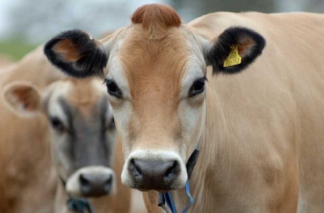 An image of two cows looking at the camera with yellow tags in their ears.
