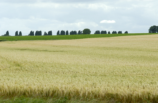 An image of a green field with trees in the background.