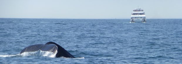 Image of a whale's tail coming out of water with a boat in the background.