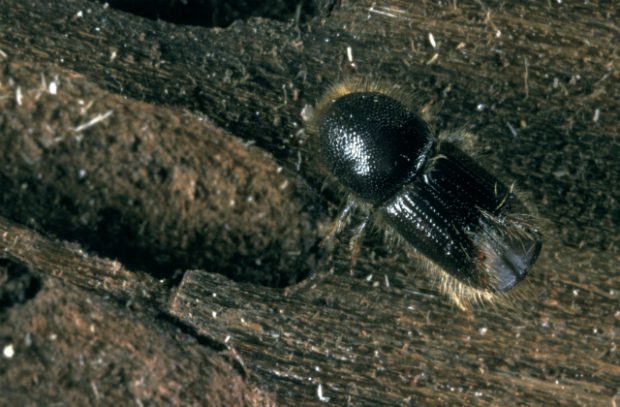 An image of the eight toothed spruce bark beetle on a piece of wood.