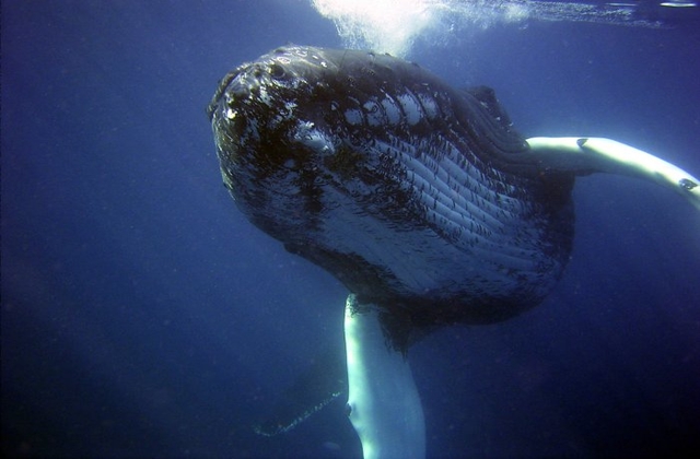 Iwc whale clearance