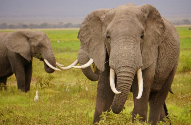 Two elephants in a green field.