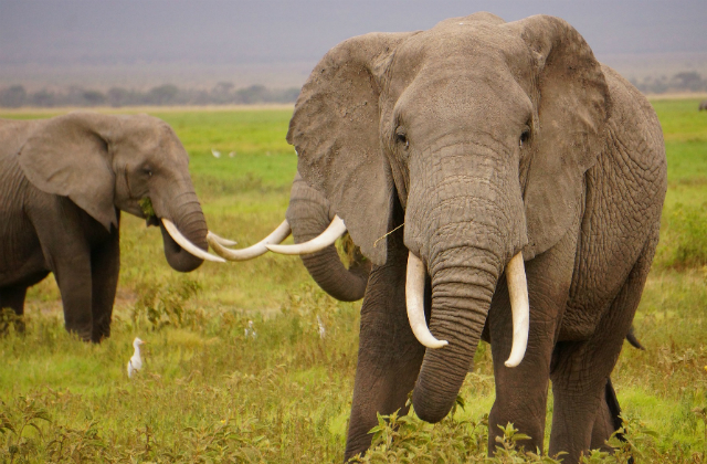 An image of two elephants in a green field.