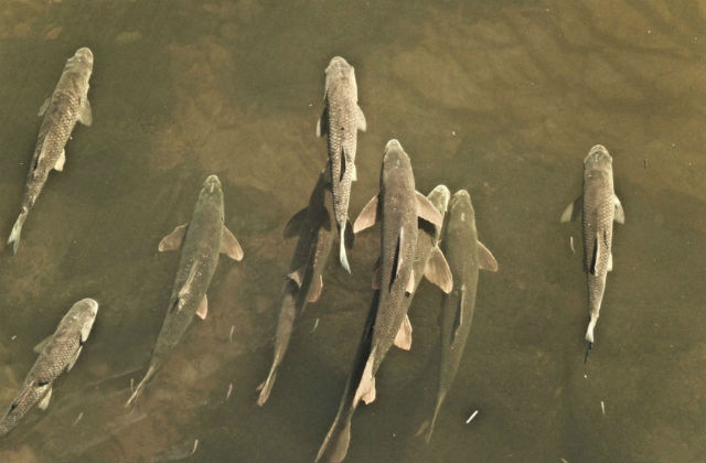 Picture of coarse fish in a river