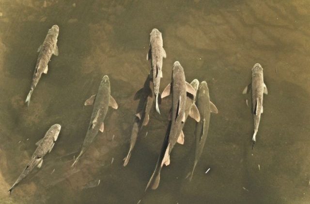 An image of fish swimming in a river.