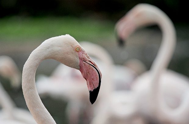 Photo of a flamingo