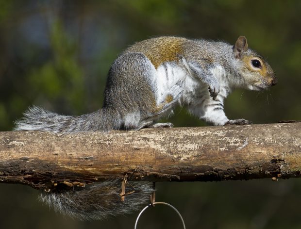 Image of a grey squirrel