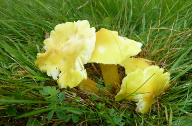 Image of yellow funghi.