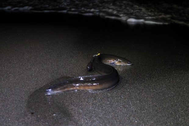 An image of an eel being released into the sea at night.